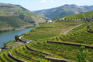 UNESCO Protected Douro valley terraced vineyards