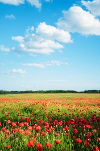 Flanders poppy fields seen on a springtime river cruise