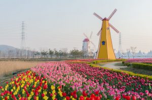 Windmills and Tulips on Springtime river cruises