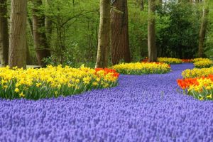 Tulips at Keukenhof Gardens on Springtime river cruises