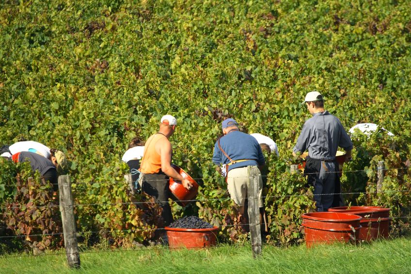Gamay grape harvest