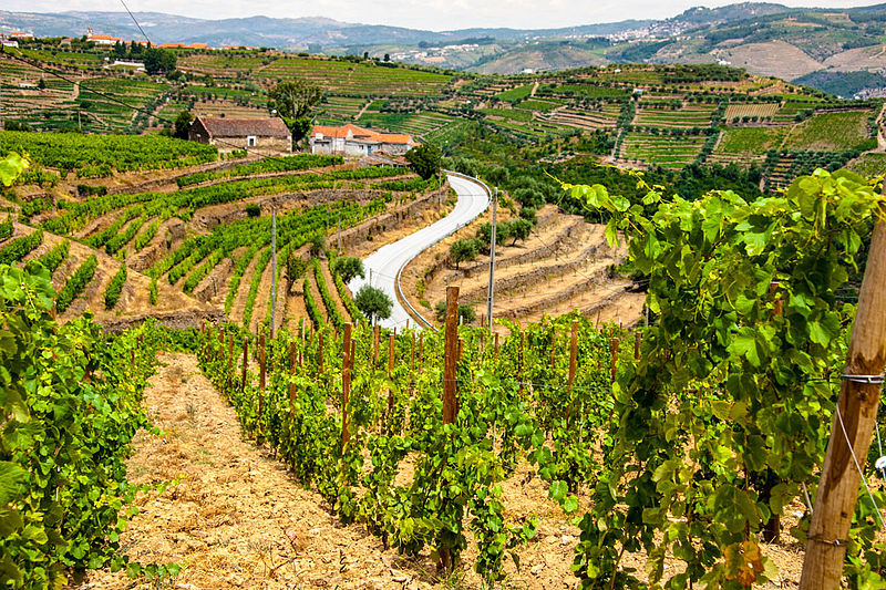 enjoy a luxury river tour through Portugal’s wine region