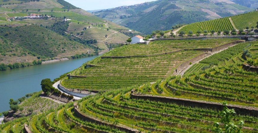 Douro-valley-terraces