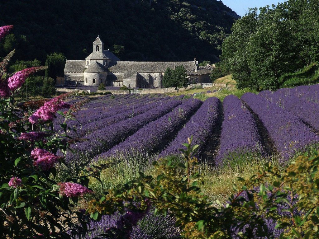 Senanque Abbey, Provence