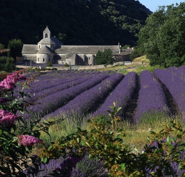 Senanque Abbey, Provence