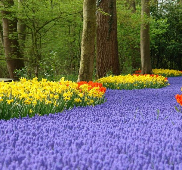 Titan Travel River Cruise Amsterdam Keukenhof Gardens