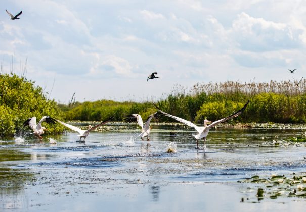 Day 8 - Danube Delta & Saint George Village