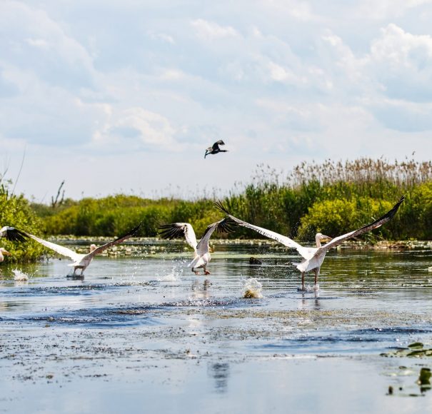 Danube Delta - Titan River Cruises