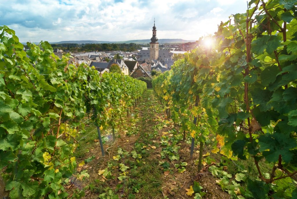 Titan Travel River Cruise Rhine Rudesheim and vineyards