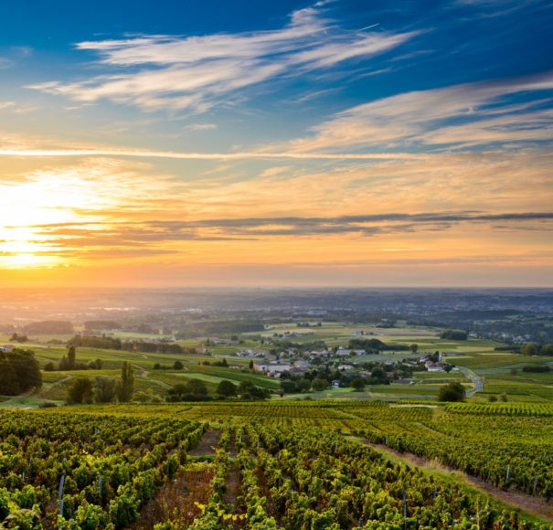 Sunrise at Beaujolais vineyard