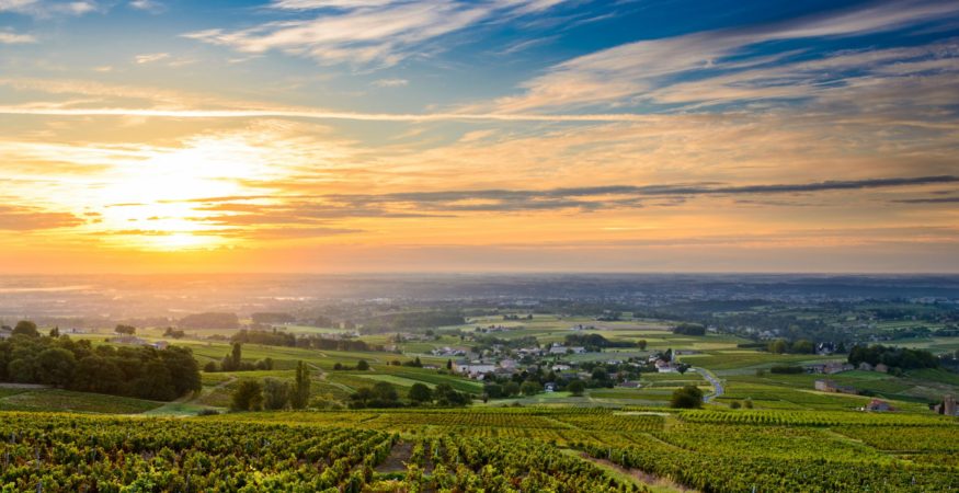 Sunrise at Beaujolais vineyard