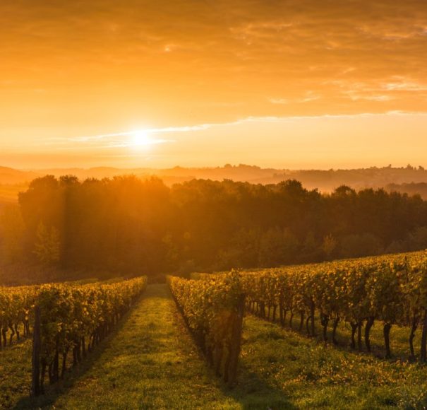 Taste of Bordeaux river cruise. Vineyard-Sunrise,-Bordeaux-Vineyard,-FranceLowRes