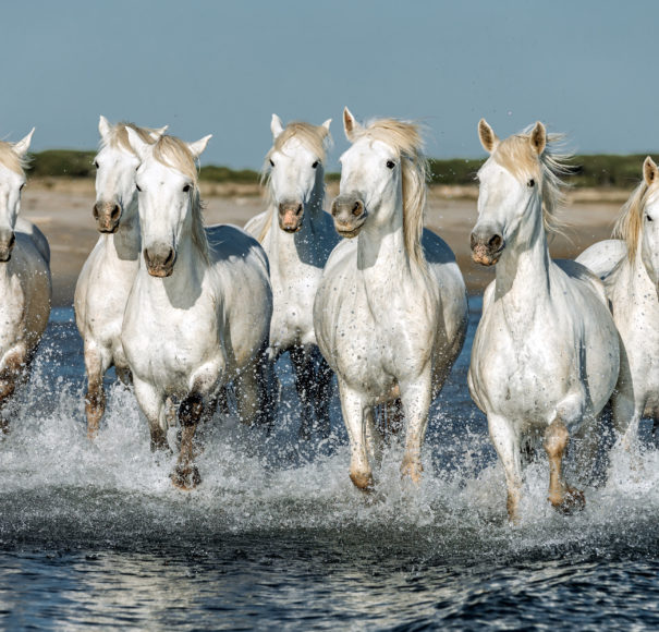 White canargue horses