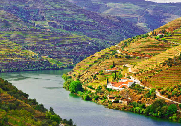 Douro Valley Vineyards