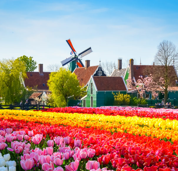 Landscape with tulips, traditional dutch windmills and houses near the canal in Zaanse Schans, Netherlands, Europe