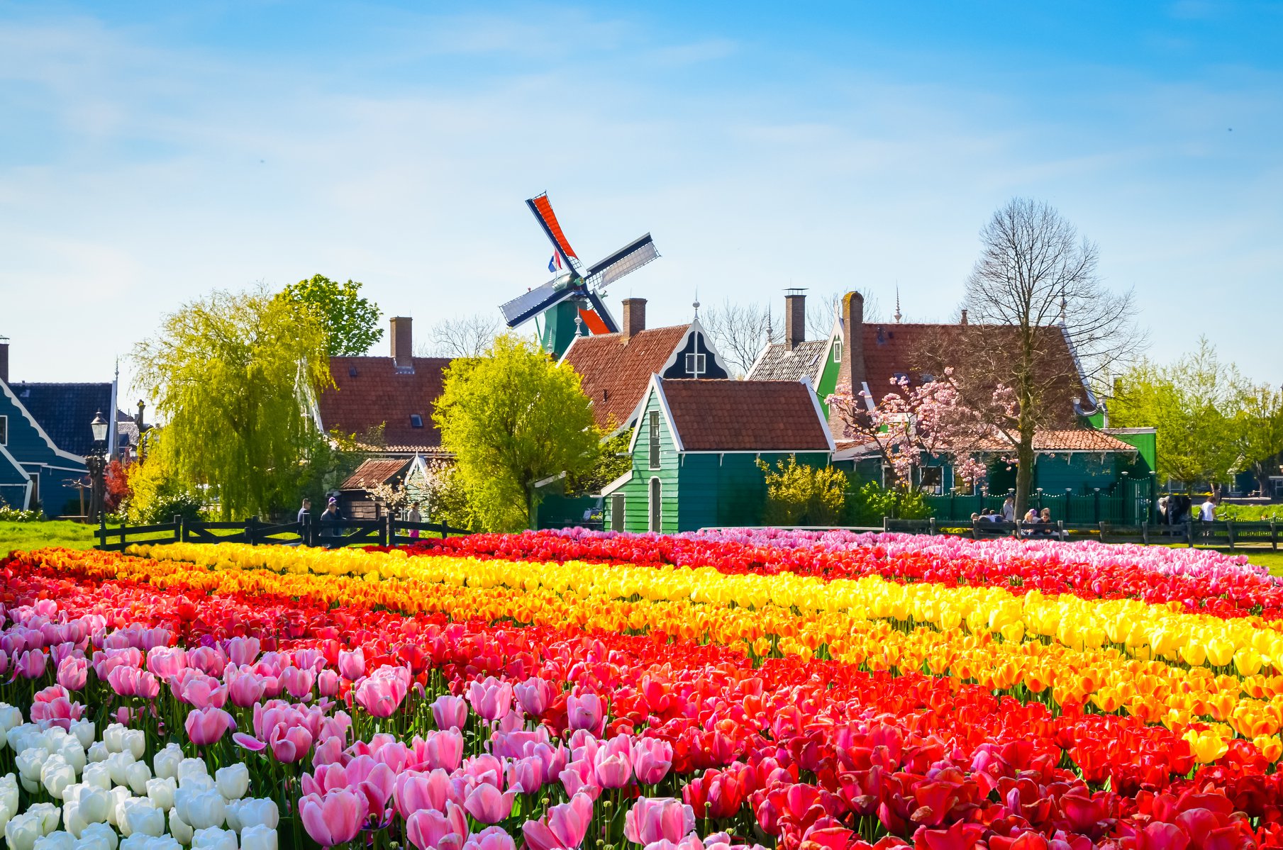 Tulip Riverside What is a Tulip River Cruise?