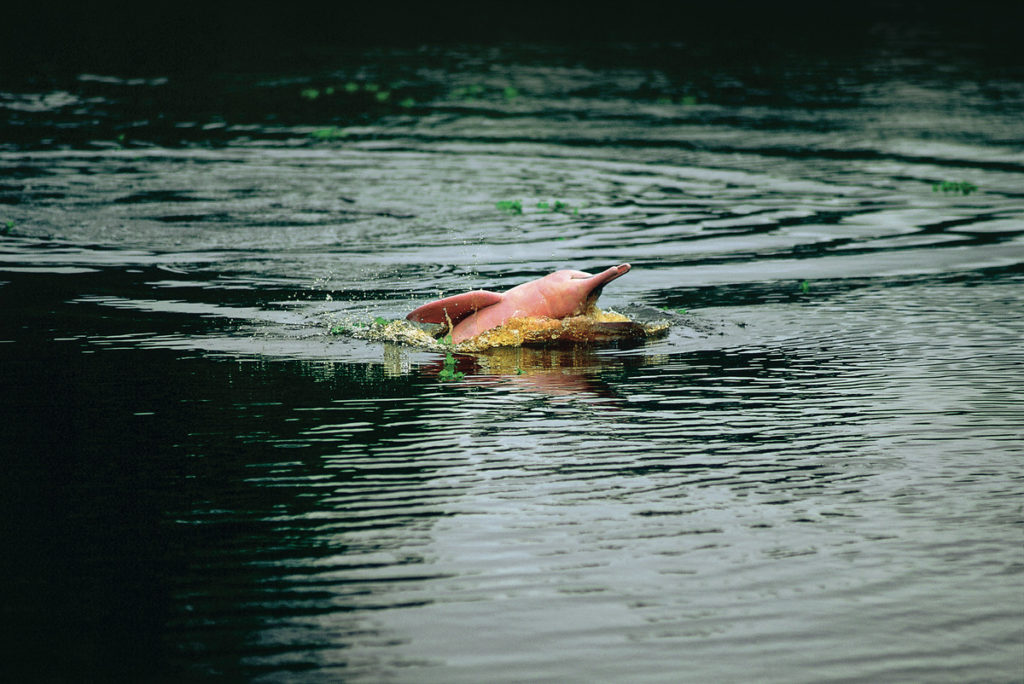 Pink Dolphin spotted in the Peruvian Amazon