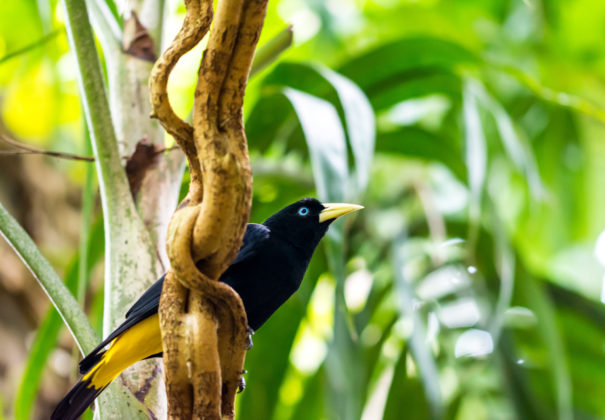 Day 5 - Samiria River, Nauta Caño (Amazonian Natural Park)