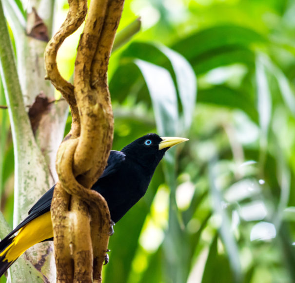 Cacius Yellow Bird, Pacaya, Samiria National Reserve