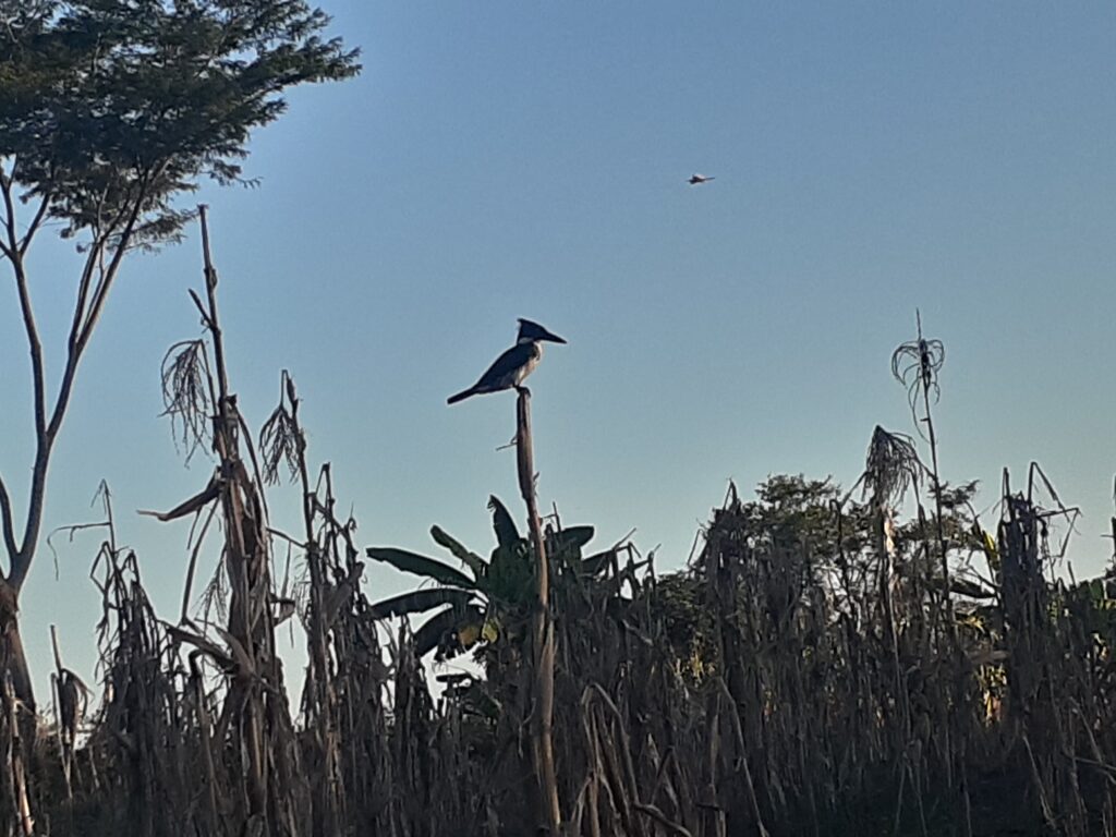 Kingfishers on the Magdalena river